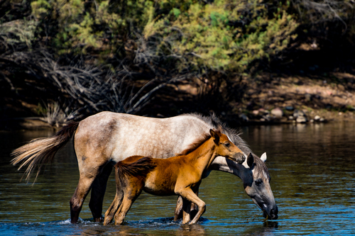 Wild Horses