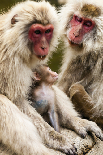 Family Harmony