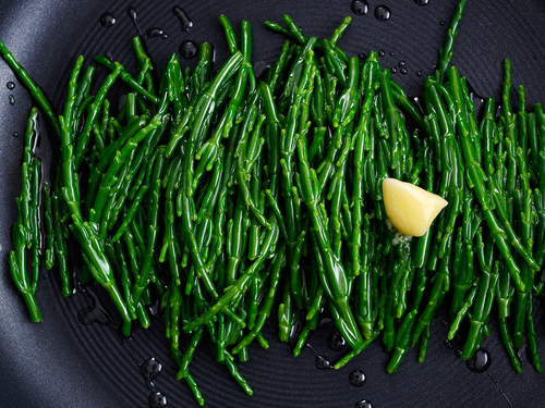 Samphire 