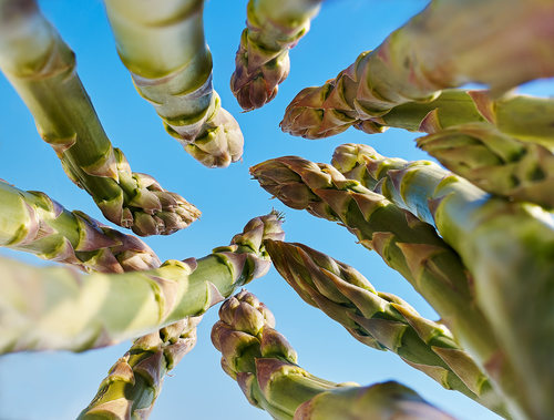 Food Mimics - Asparagus Woods