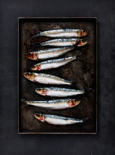 Sardines