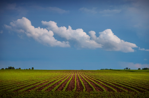 Bean Field