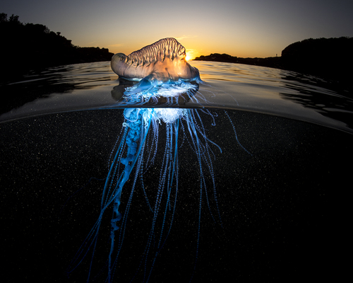 A Shock of Blue