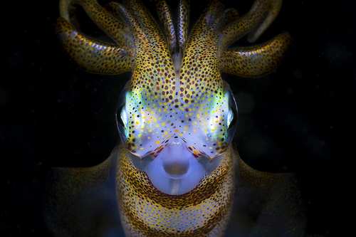 Celestial Terrestrial #1