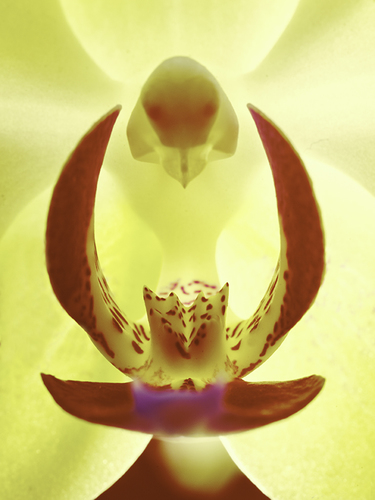 The Orchid
