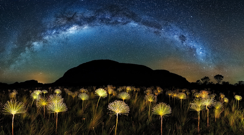 Paepalanthus Galactic