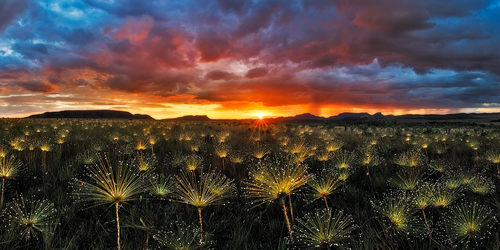 Paepalanthus at Sunset