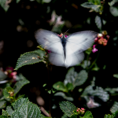 White Butterfly