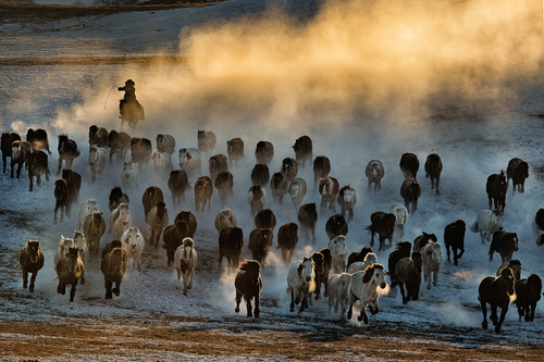 Gallop