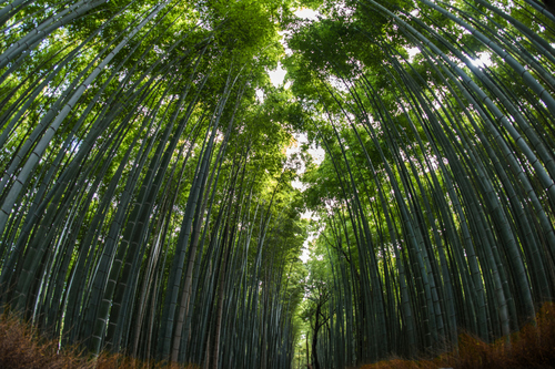 Bamboo Forest