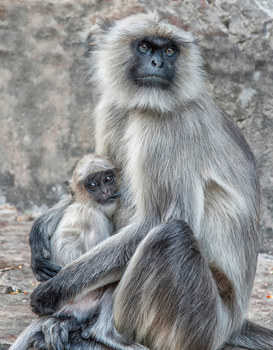 Maternal tenderness