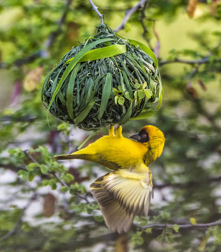 Yellow weaver
