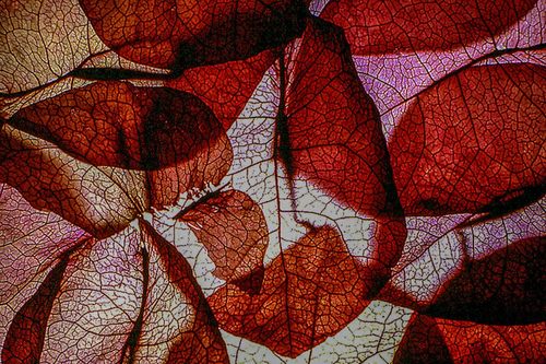 Bouganvullae's petals