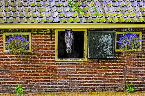 Horse at the window