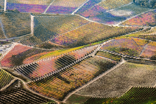 Langhe vineyards