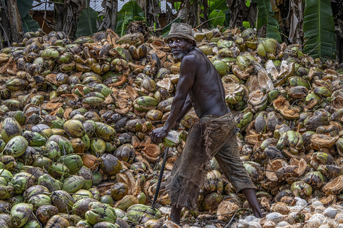 Cracking coconuts