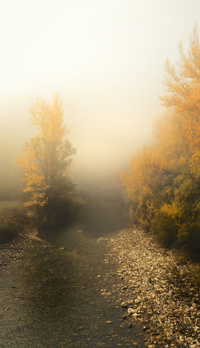 Trees in the Fog