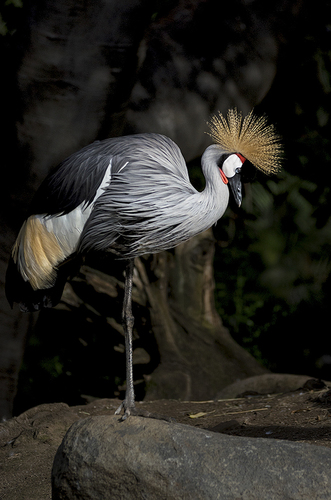 West African Crowned Crane