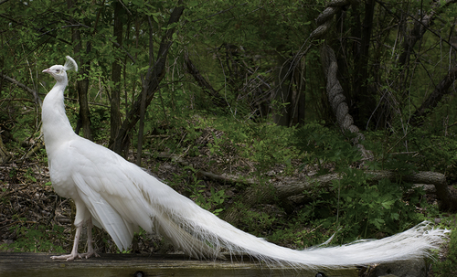 White Peacock