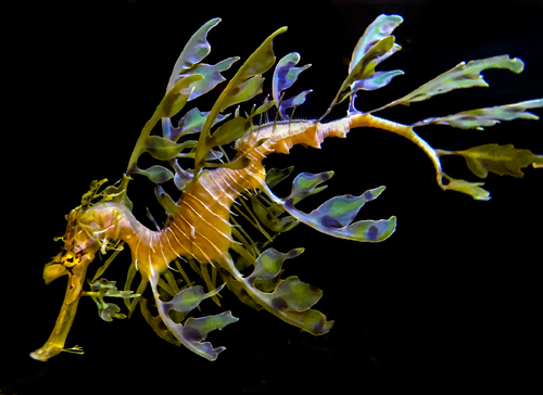 Leafy Sea Dragon