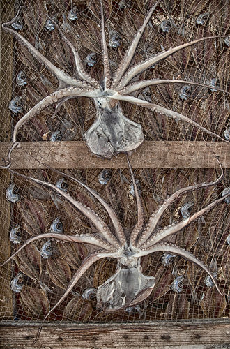 Tentacular thinking