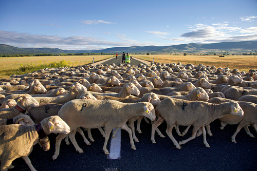 Shepherds Highway #1