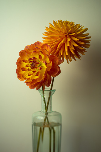 Orange dahlias
