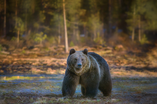The bear
