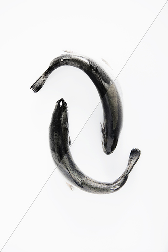 YingYang