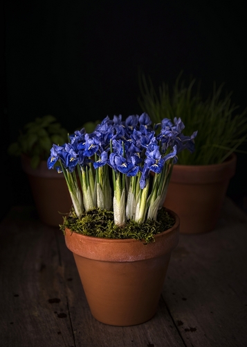 Blue Iris
