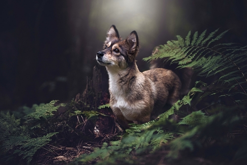 A dog's life