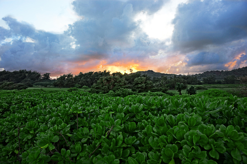 Hawaii Sunset