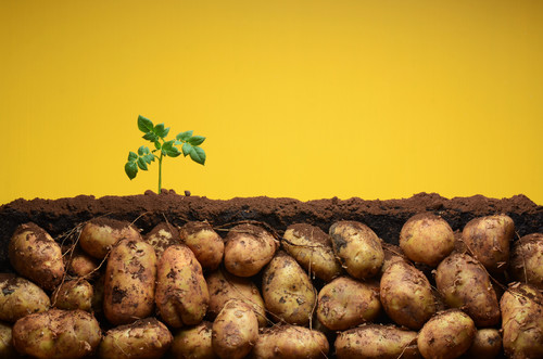 Potato