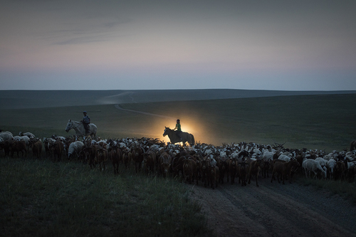 Young Herders