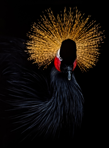 Royal Crane