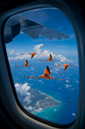 Window Flamingos