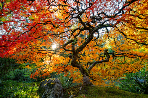 Japanese Garden