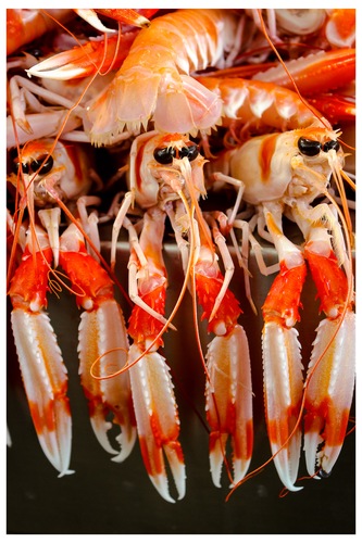 Mad Prawns