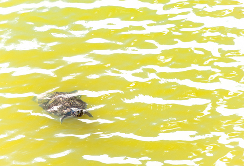 Turtle Soup