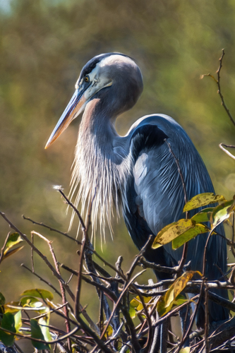 Great Blue Heron