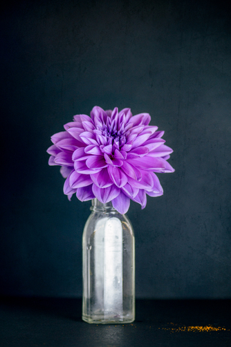 Dahlia Simplicity