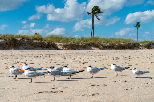 Beach Buds