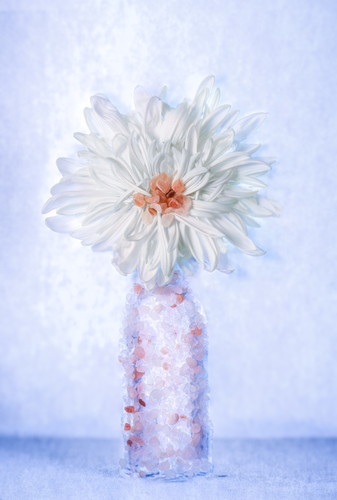 Salted Dahlia