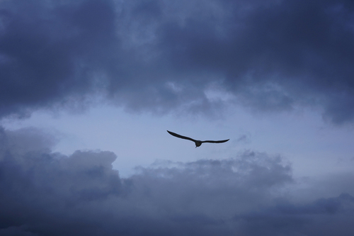 Seagull