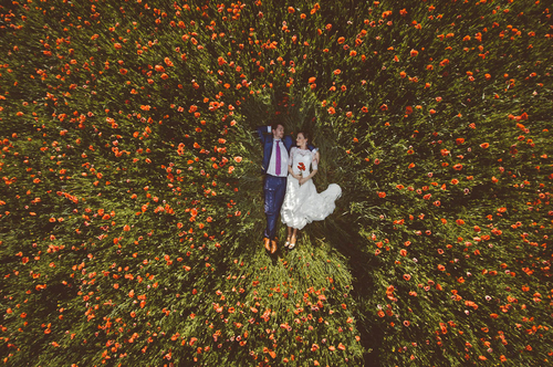 Wild Poppy