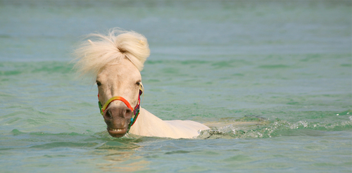 Swim Maya Swim!