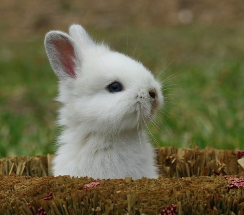 Happy Easter from Bubbles
