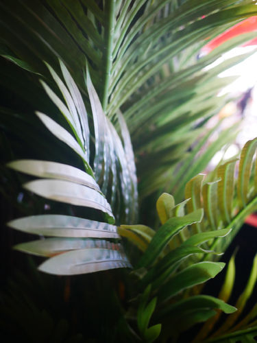 Fern