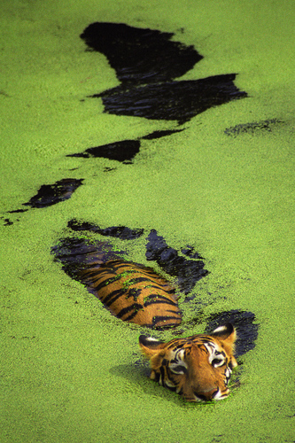 TIGER SWIMMING