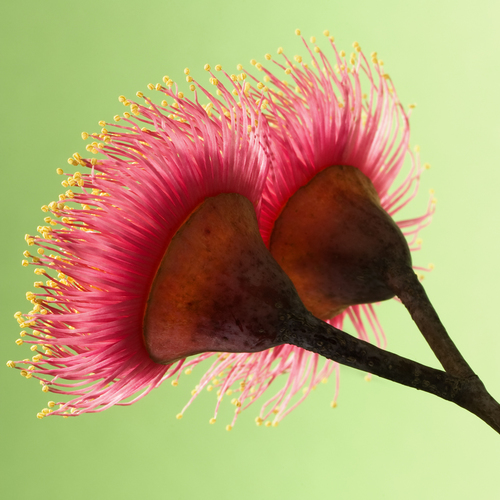 Eucalyptus